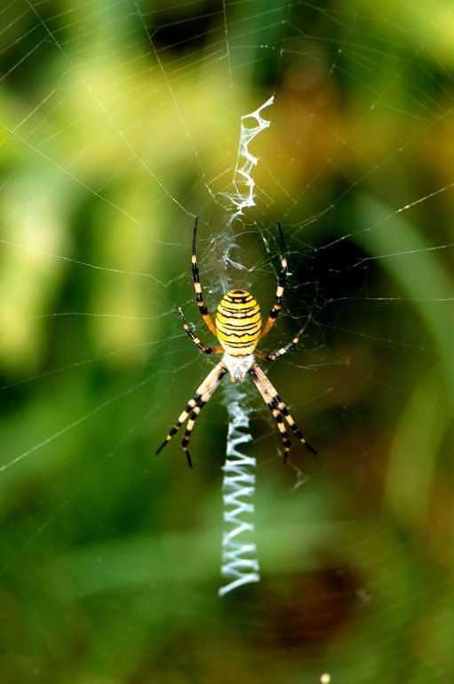 Argiope_bruennichi_P1497_Z_84_Les Gris_Frankrijk.jpg